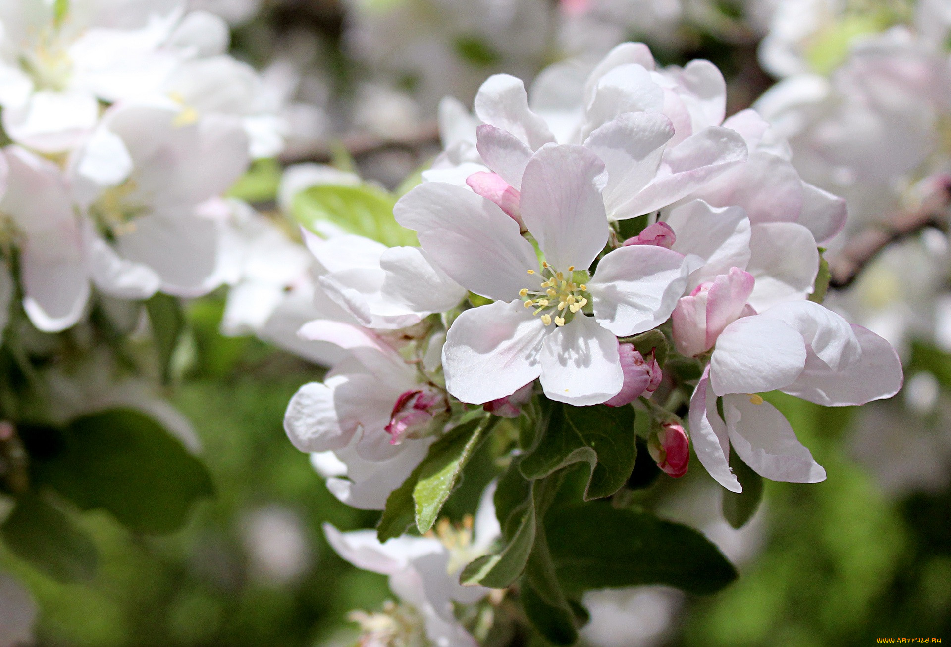 Любовь расцветающая цветами груши 37. Яблоня цветет фото. Яблоня цветет пряник. Яблоня в цвету Label. Яблони в цвету картинки 1800.
